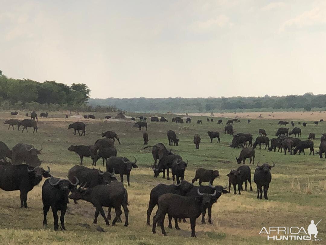Herd of Cape Buffalo Zimbabwe