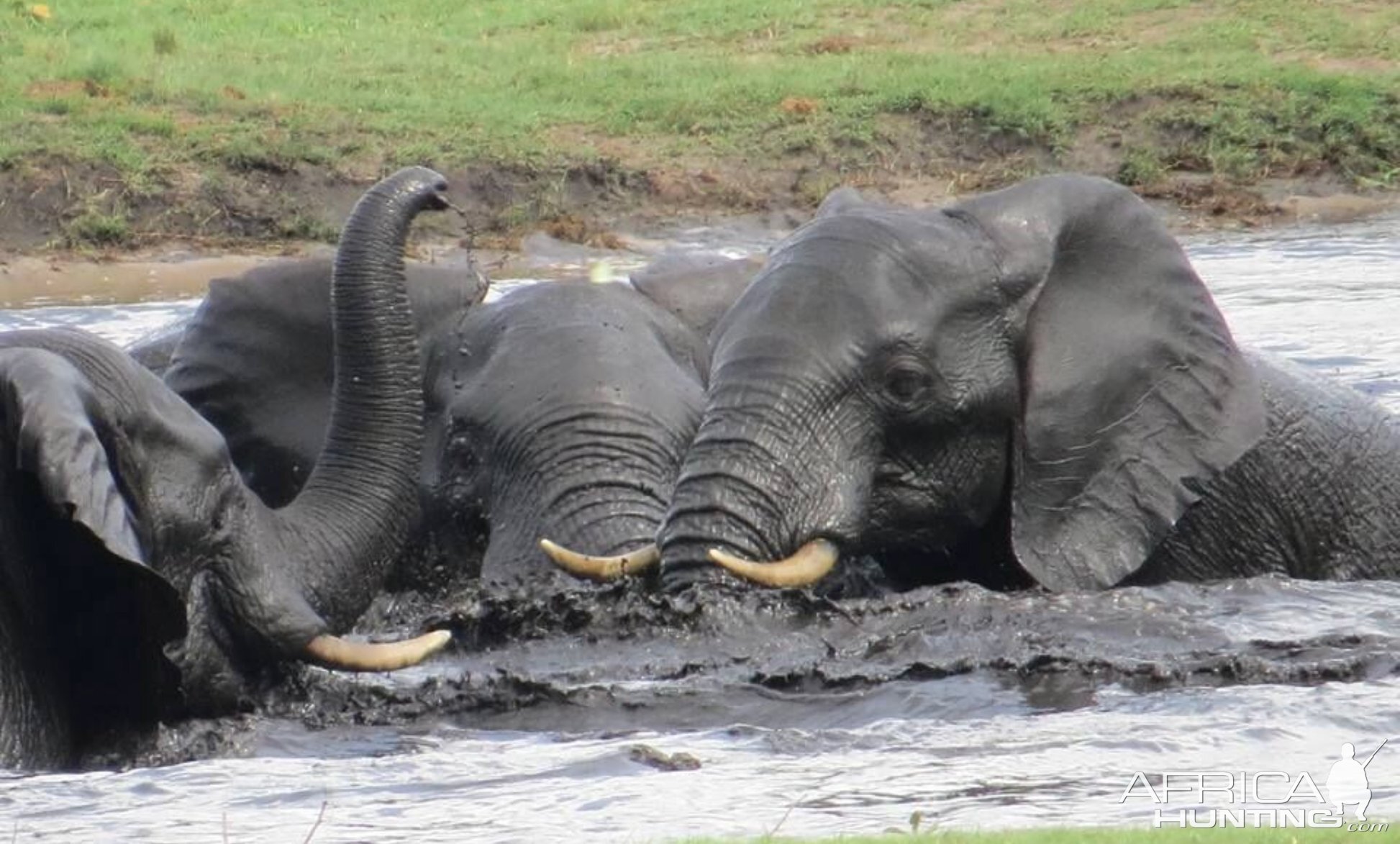 Herd of Elephant in Zimbabwe