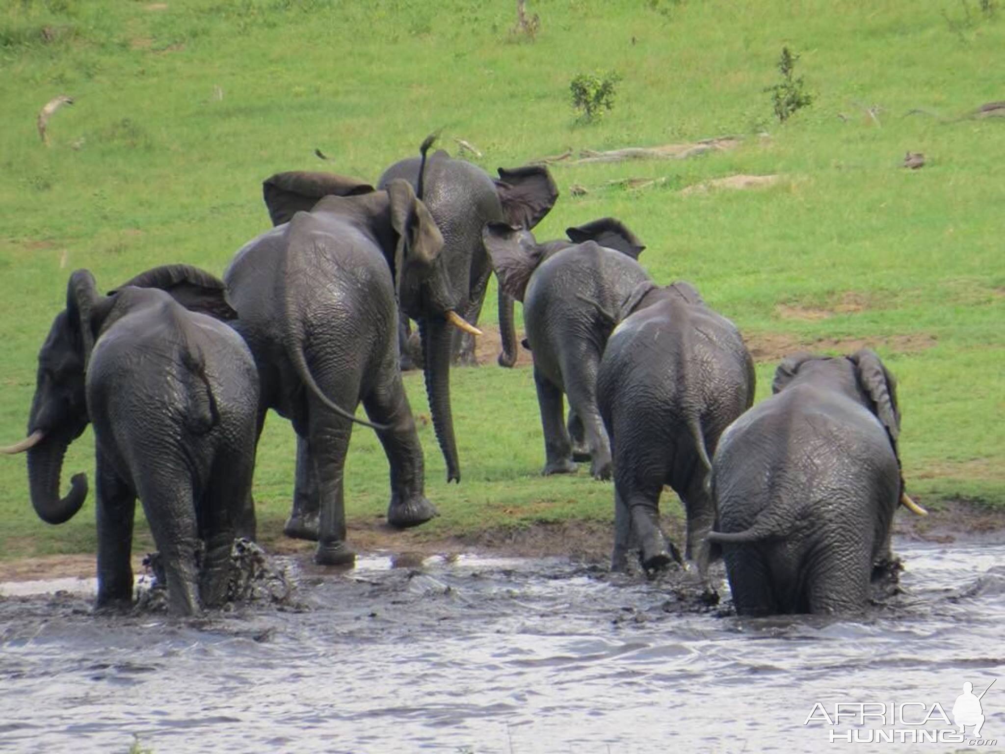 Herd of Elephant in Zimbabwe