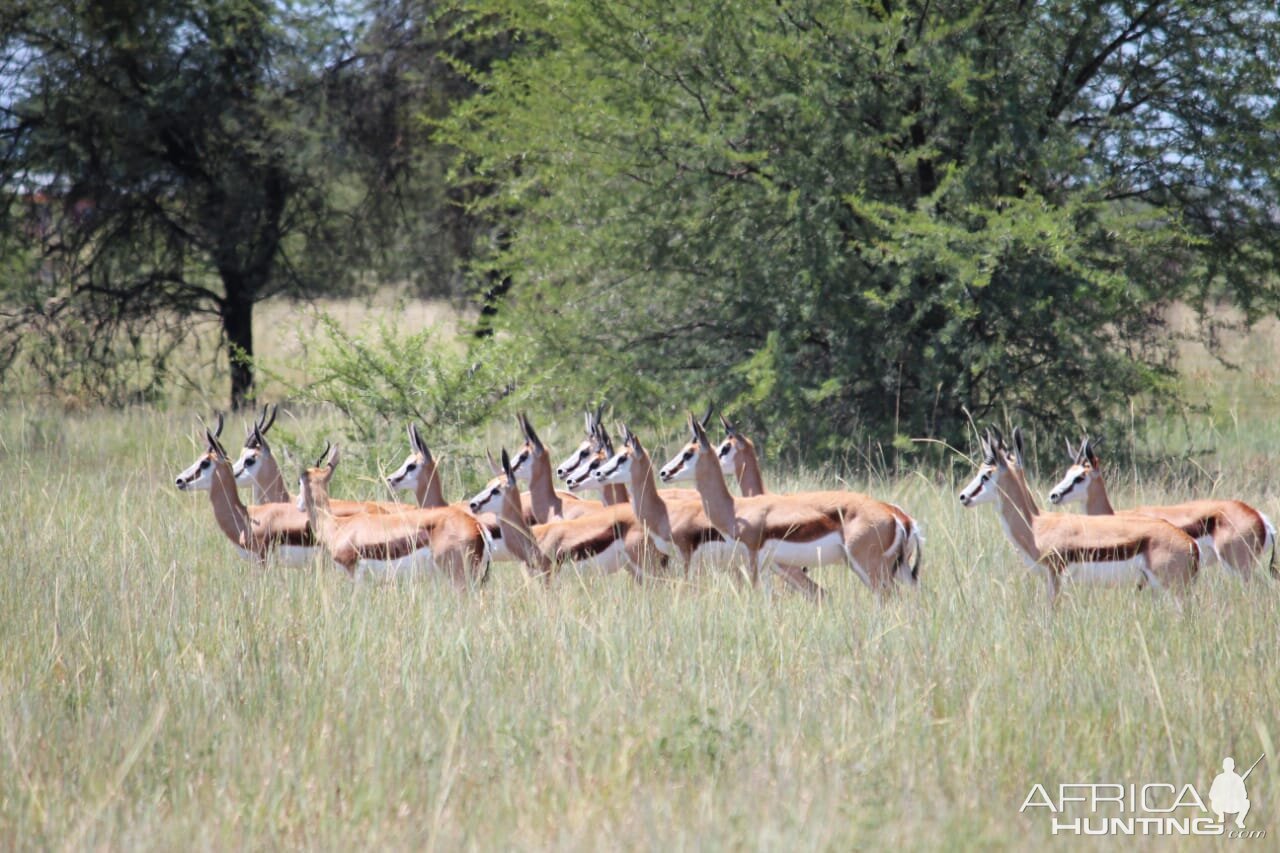 Herd of Springbok South Africa