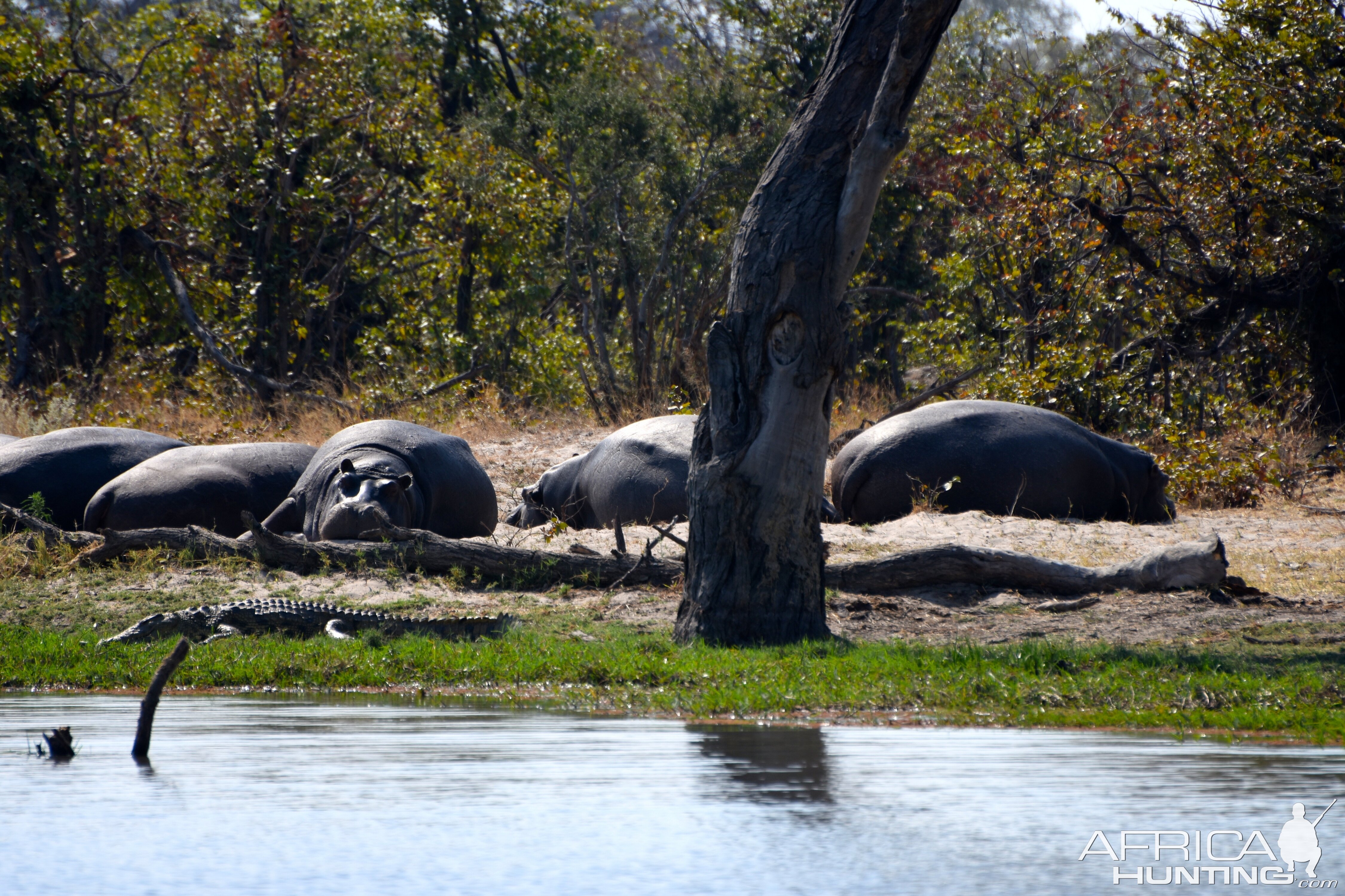 Hippo Botswana