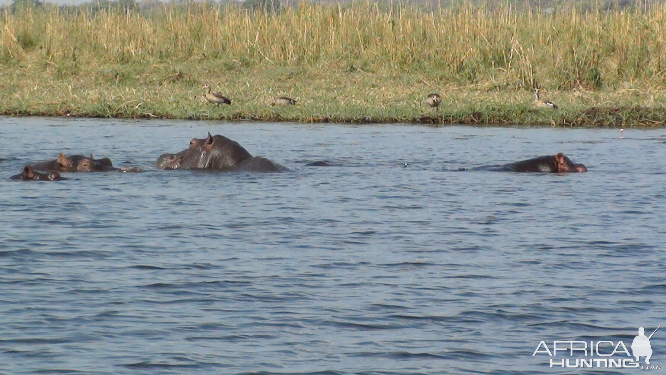 Hippo Caprivi Namibia