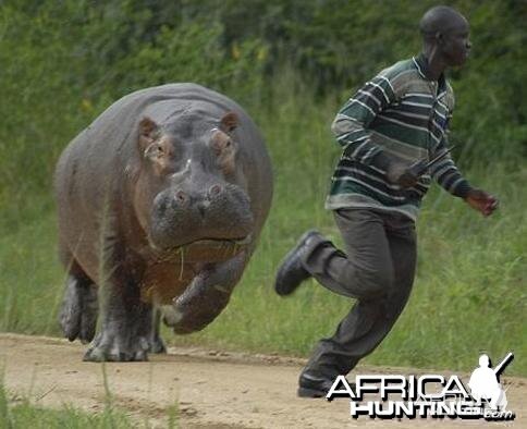 Hippo chases man!!