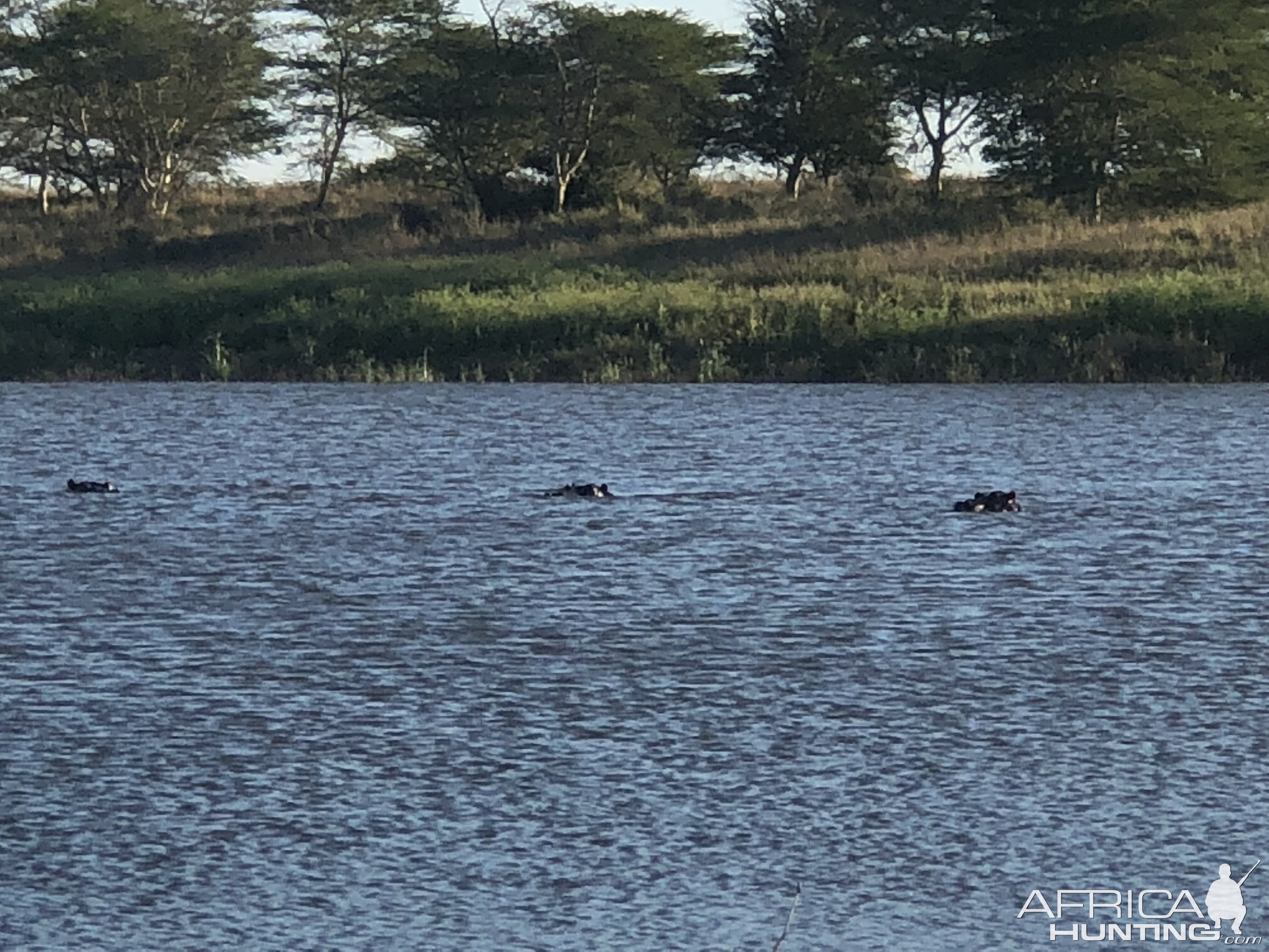 Hippo Cows in water South Africa