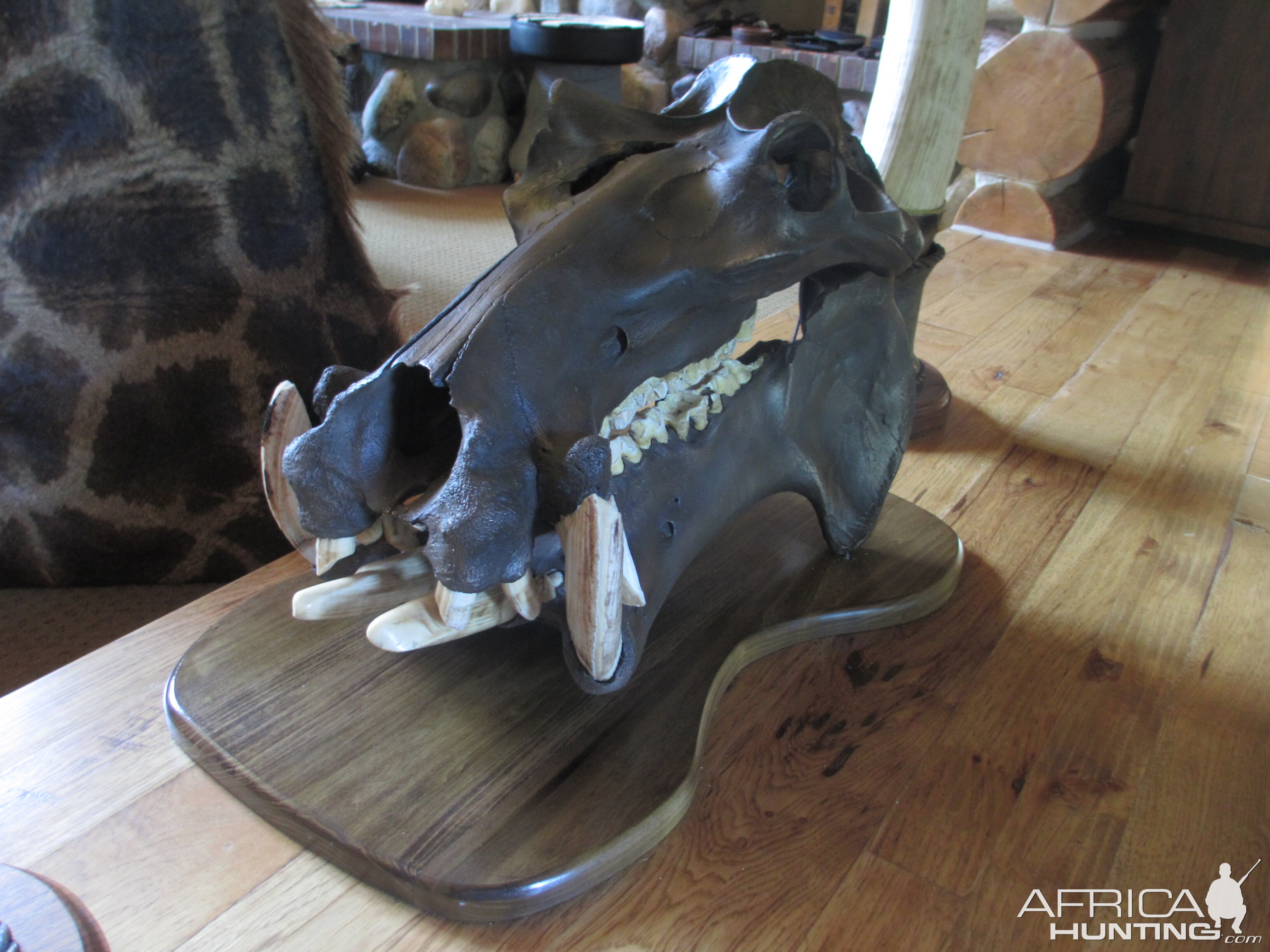 Hippo European Skull Mount Taxidermy