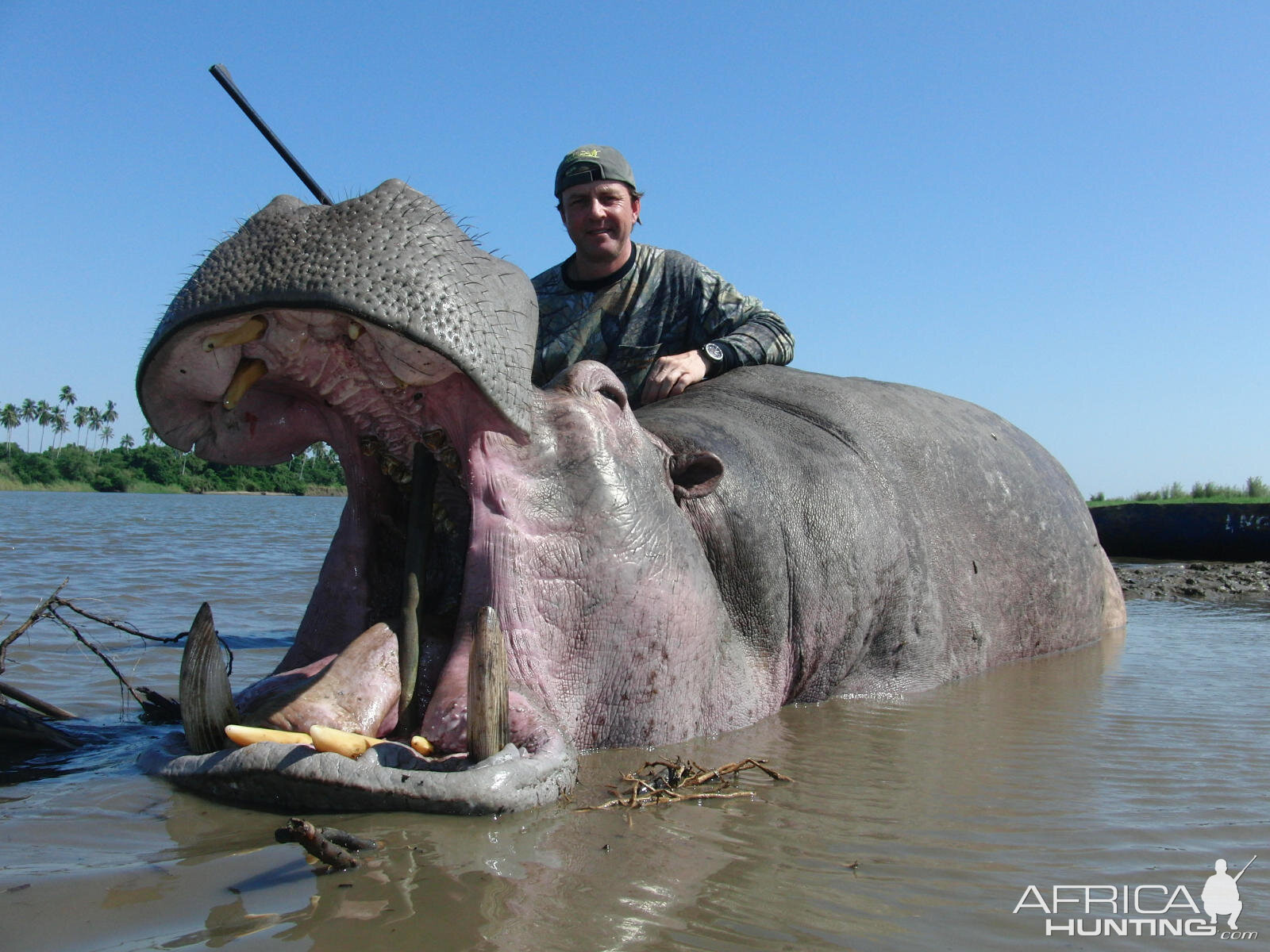 Hippo hunt 2011 season