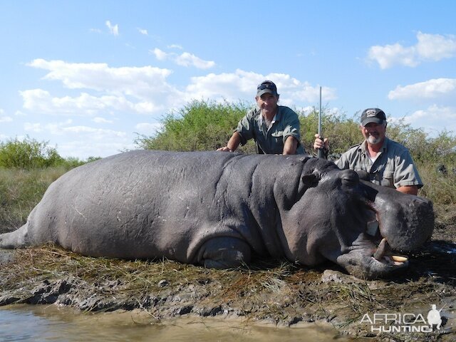 Hippo Hunt In Namibia