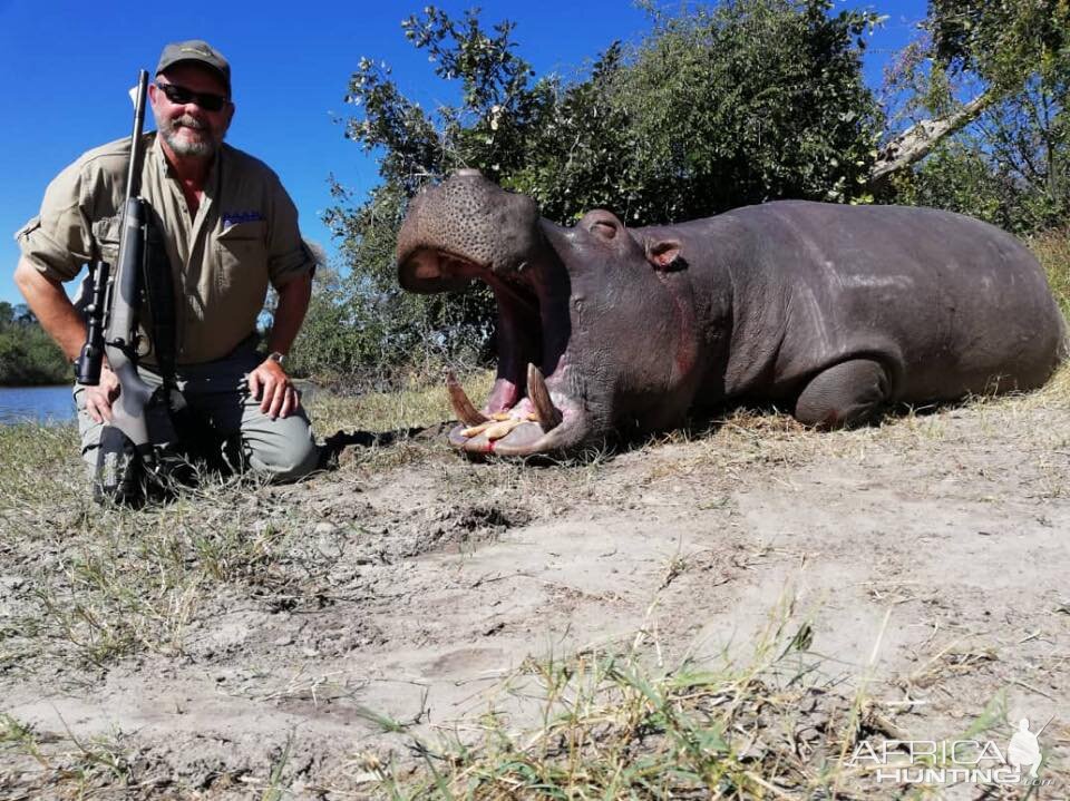 Hippo Hunt in Namibia