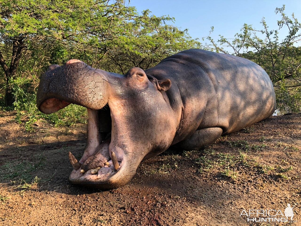 Hippo Hunt in South Africa