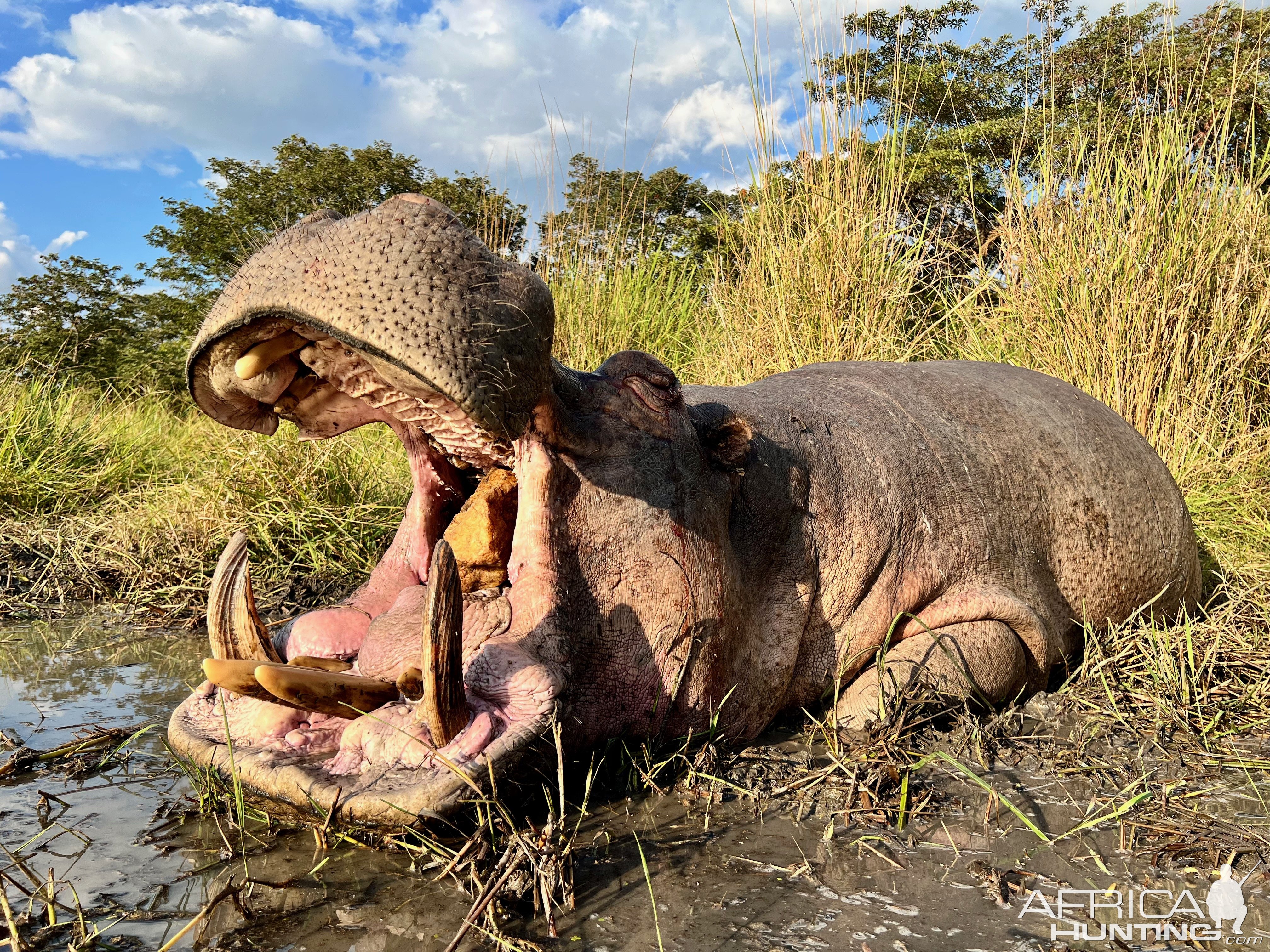 Hippo Hunt Namibia