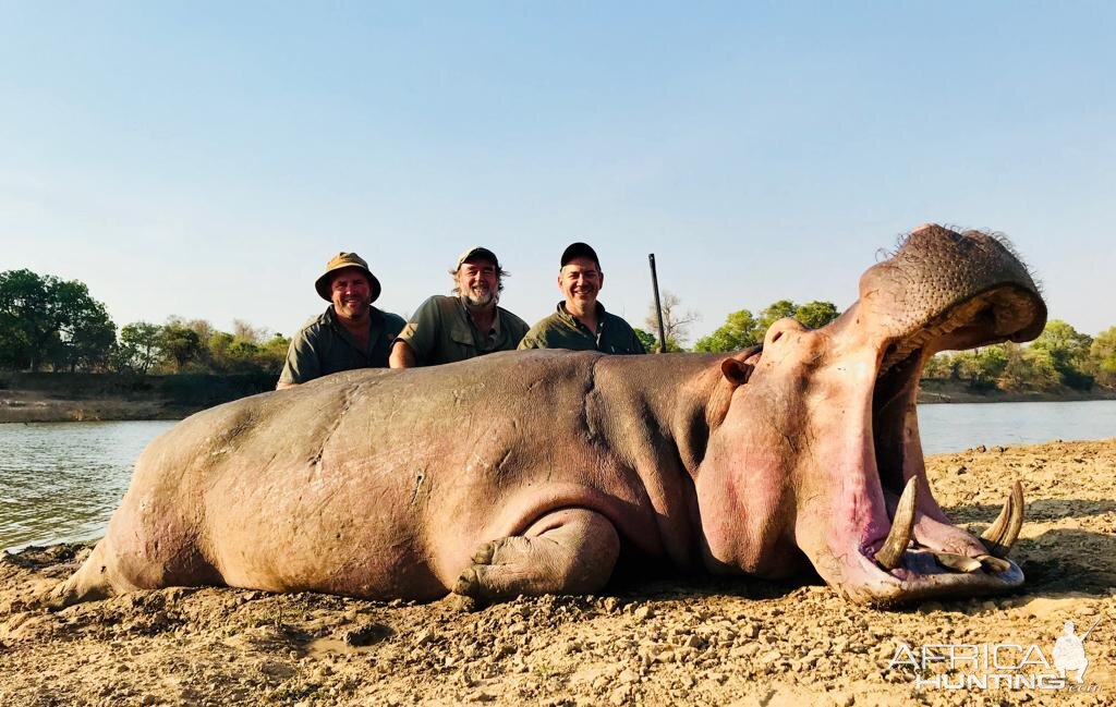 Hippo Hunt Zambia