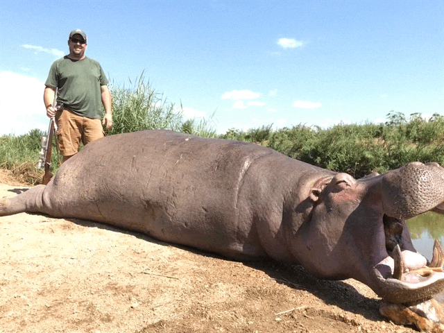 Hippo Hunt Zimbabwe