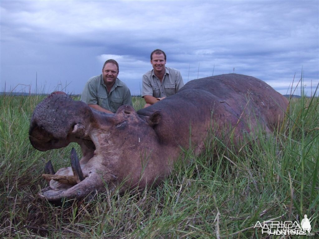 Hippo hunted in Namibia Chobe flood plains