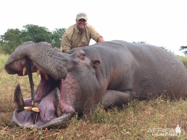 Hippo Hunting In Zimbabwe