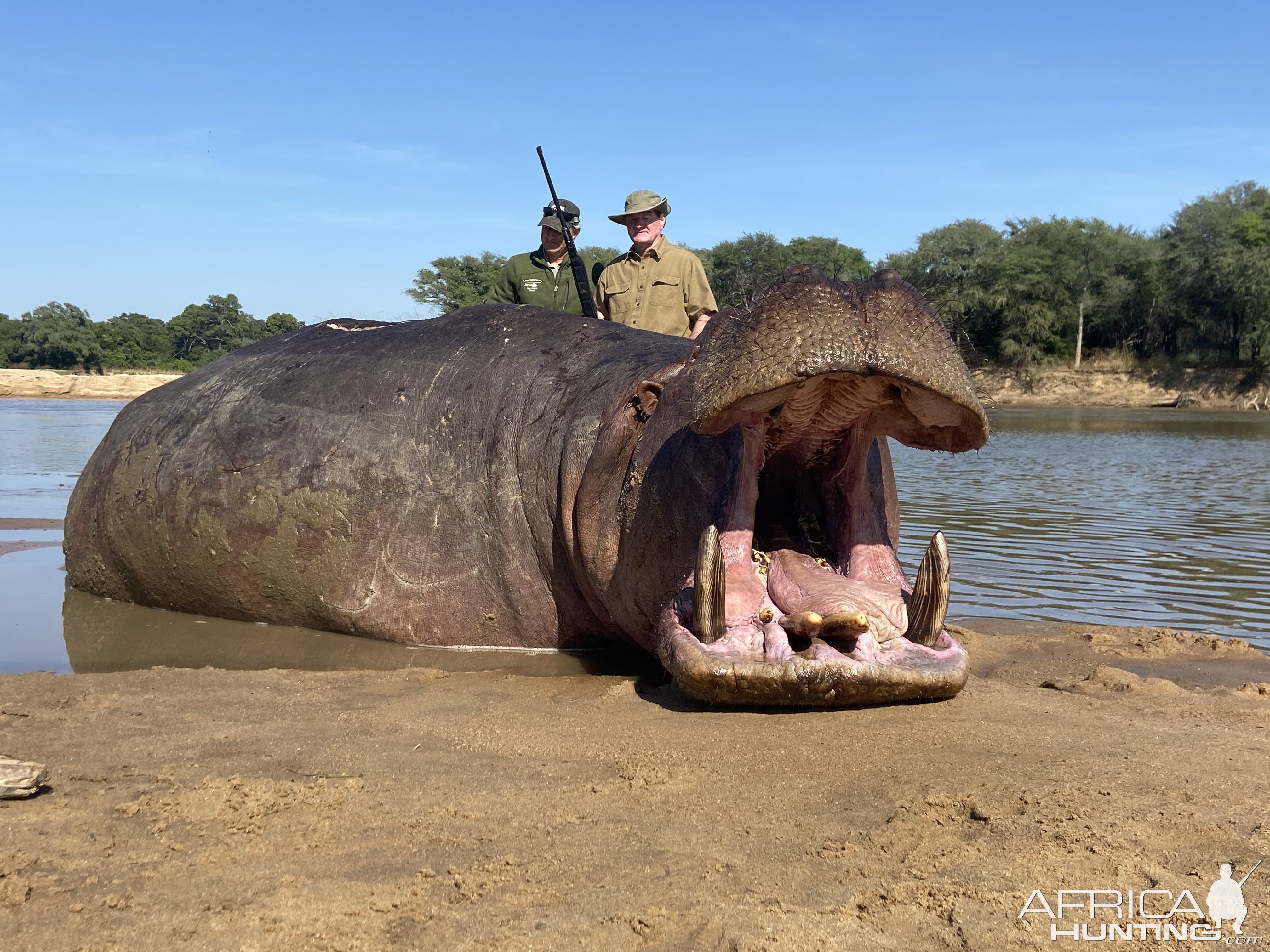 Hippo Hunting Zambia