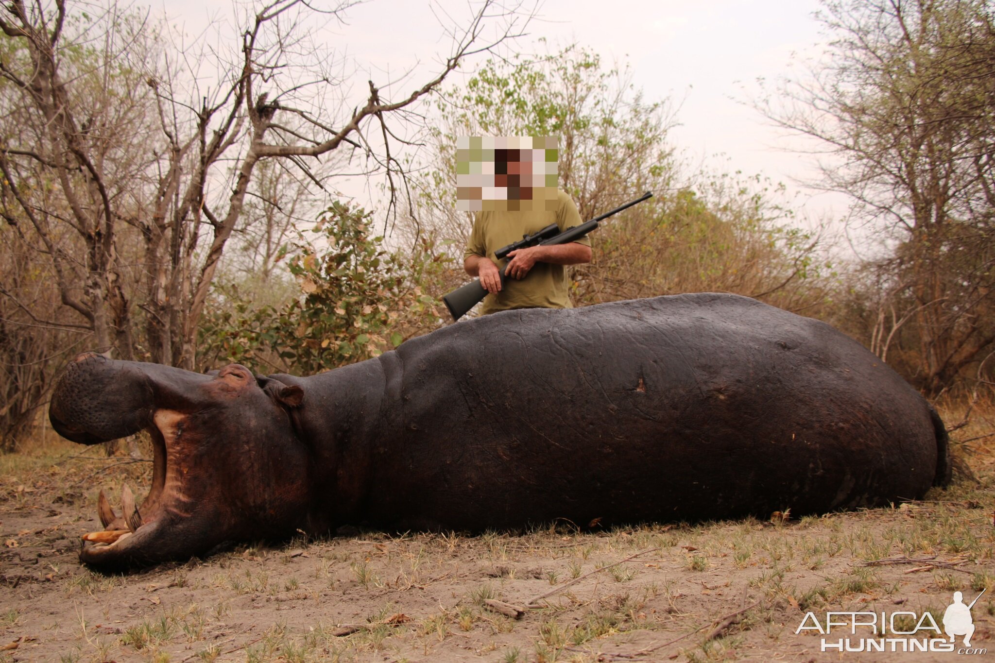 Hippo Hunting
