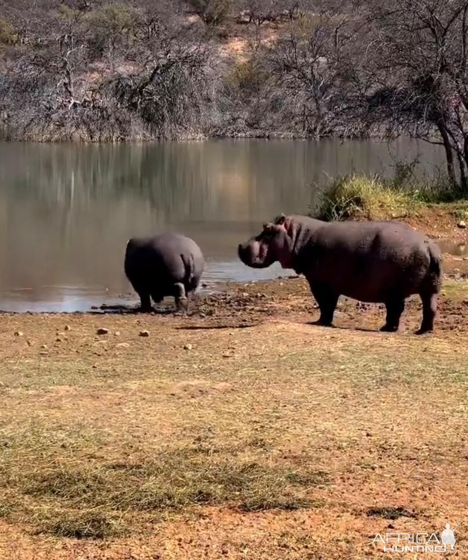 Hippo Limpopo South Africa