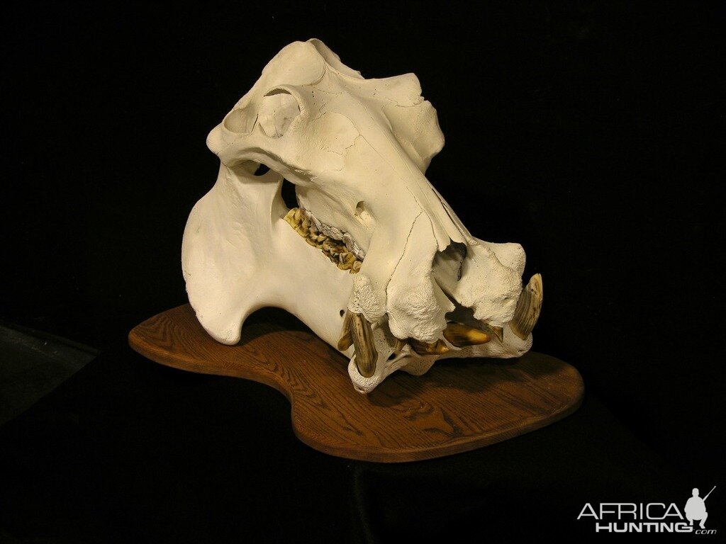 Hippo Skull Taxidermy