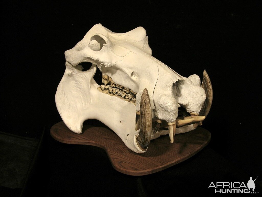 Hippo Skull Taxidermy