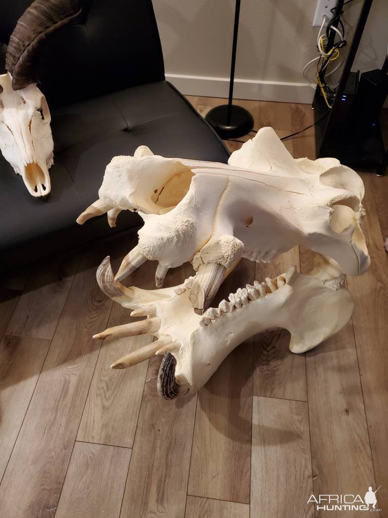 Hippo Skull