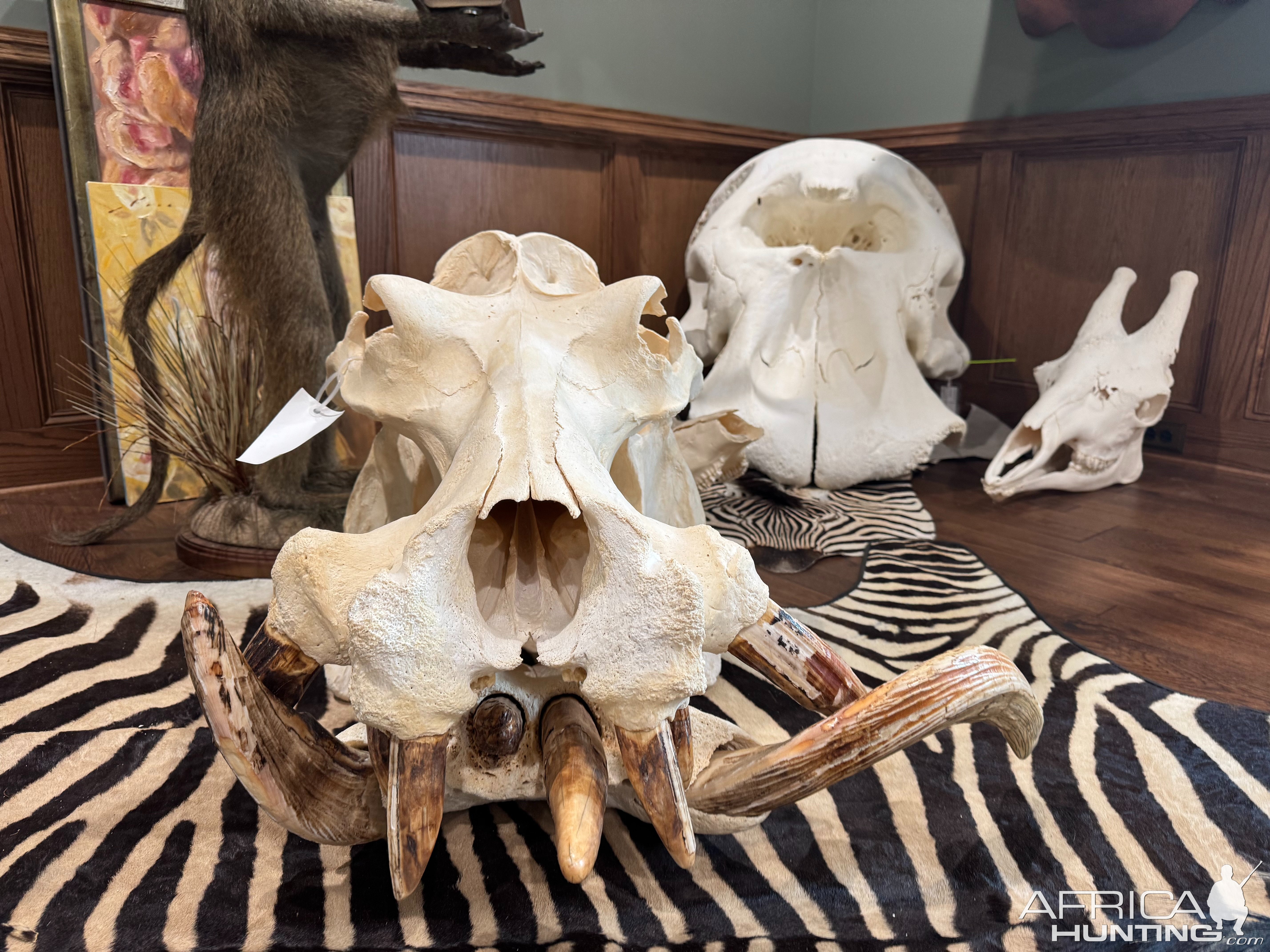 Hippo Skull