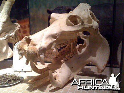 Hippo Skull