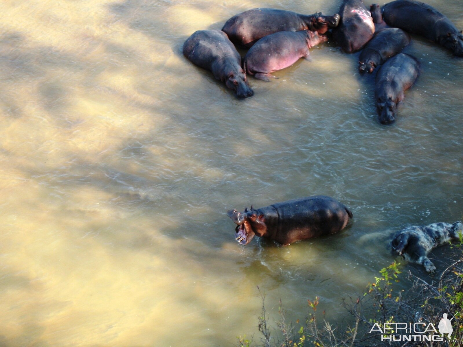 Hippo with malformation of the canines, huge trophy...