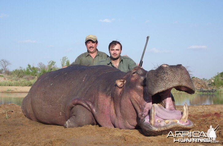 Hippo with Savanna Hunting Safaris