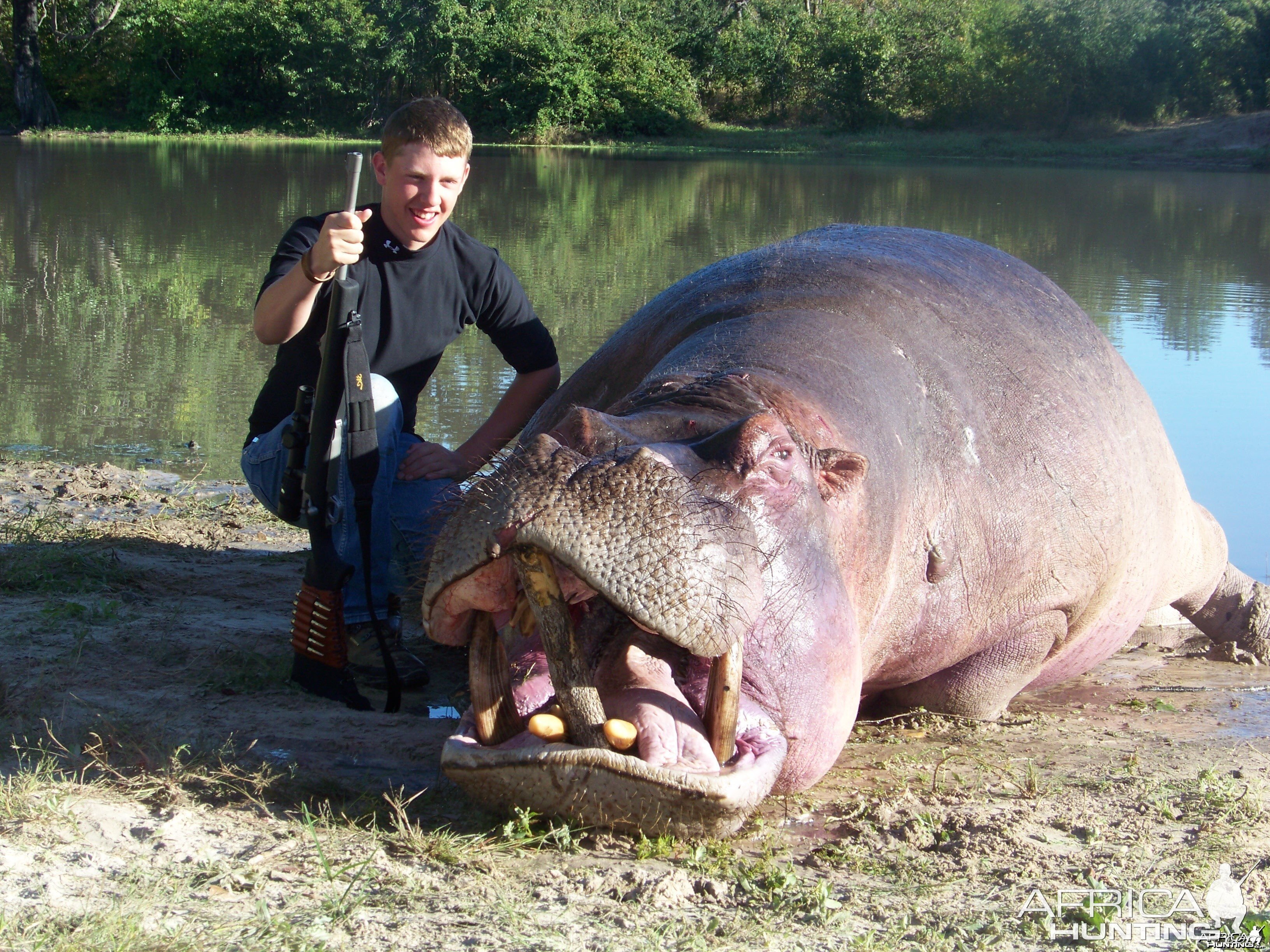 Hippo - Zambezi Valley - Nyakasanga Controlled Safari Area