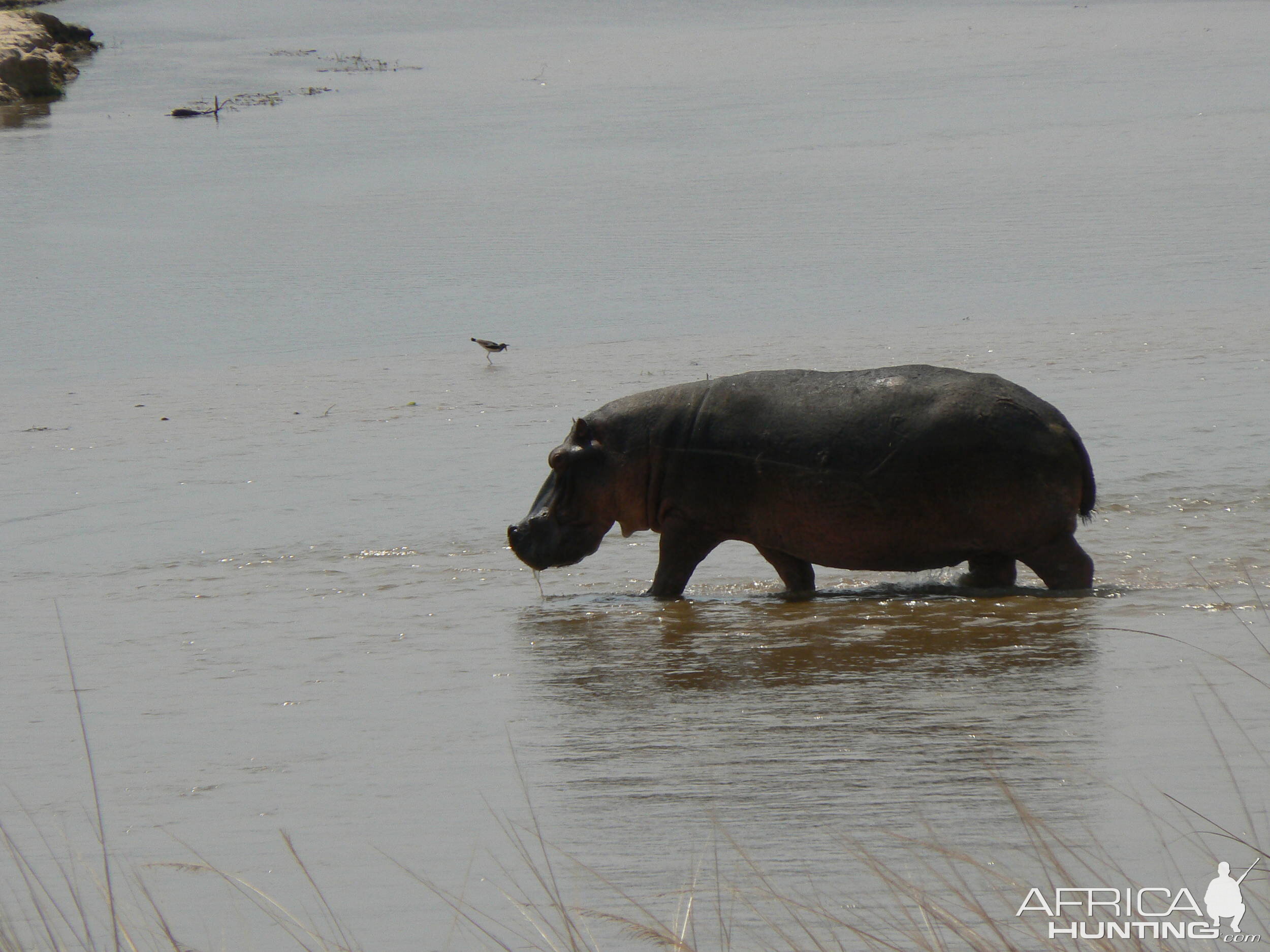 hippo