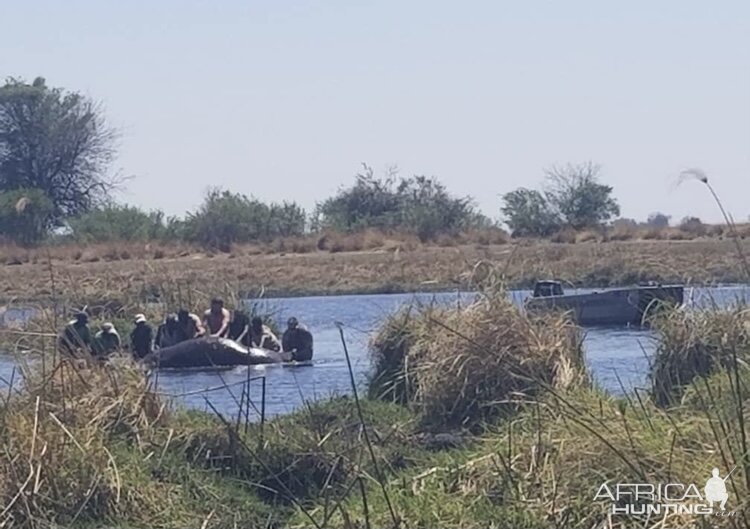 Hippopotamus Hunt Namibia