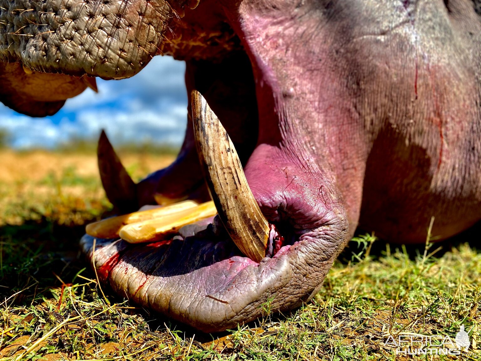 Hippopotamus Hunting Zimbabwe