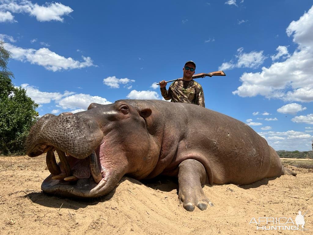 Hippopotamus, Niassa Special Reserve, Block L9, Kwalata Safaris