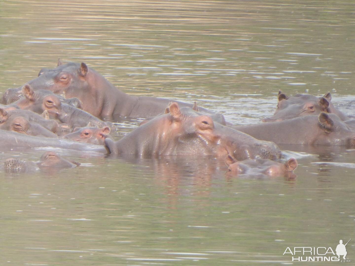 Hippo's Cameroon