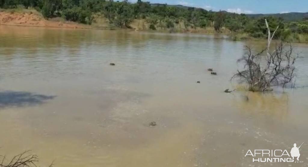 Hippo's in South Africa