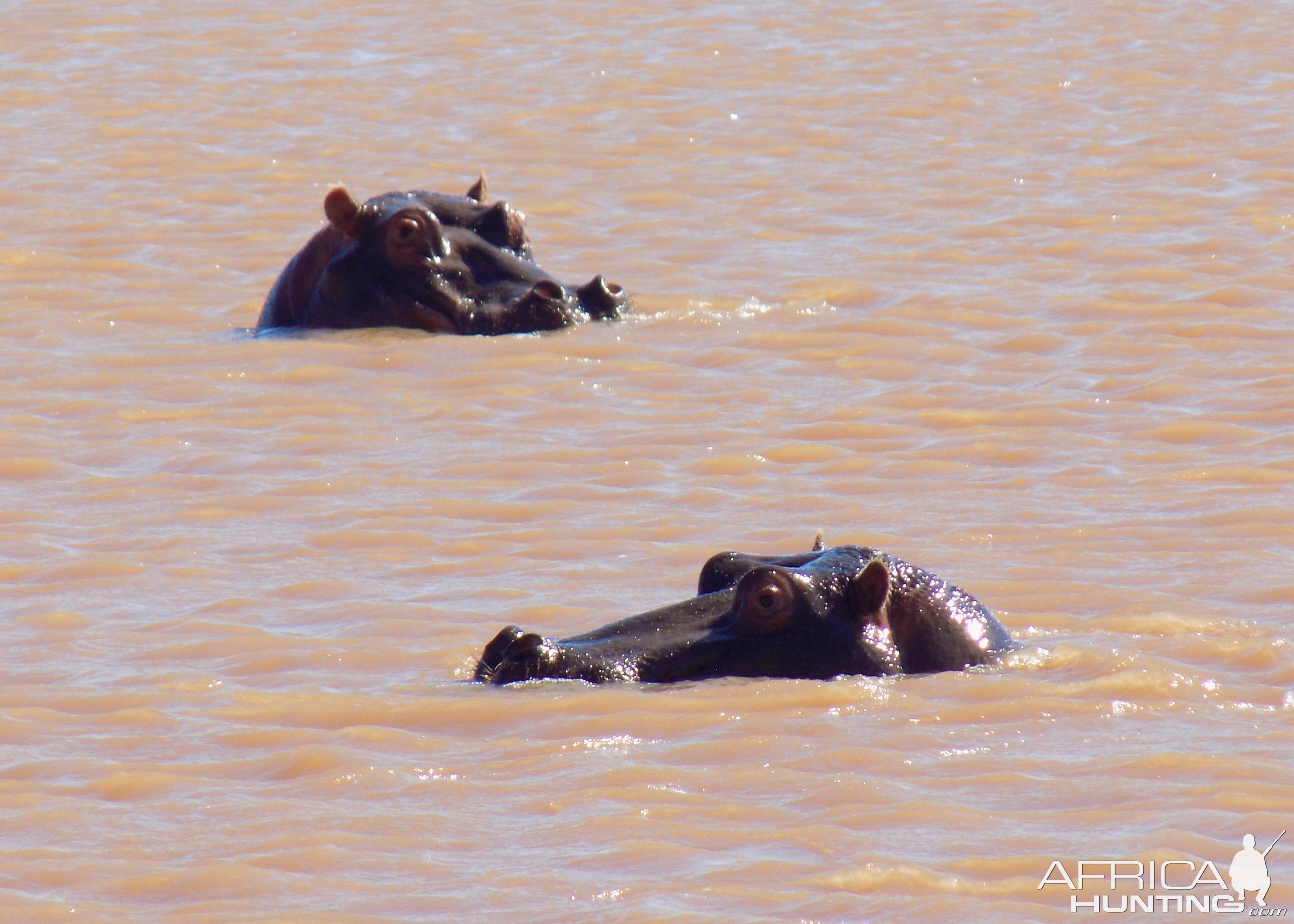 Hippos in South Africa