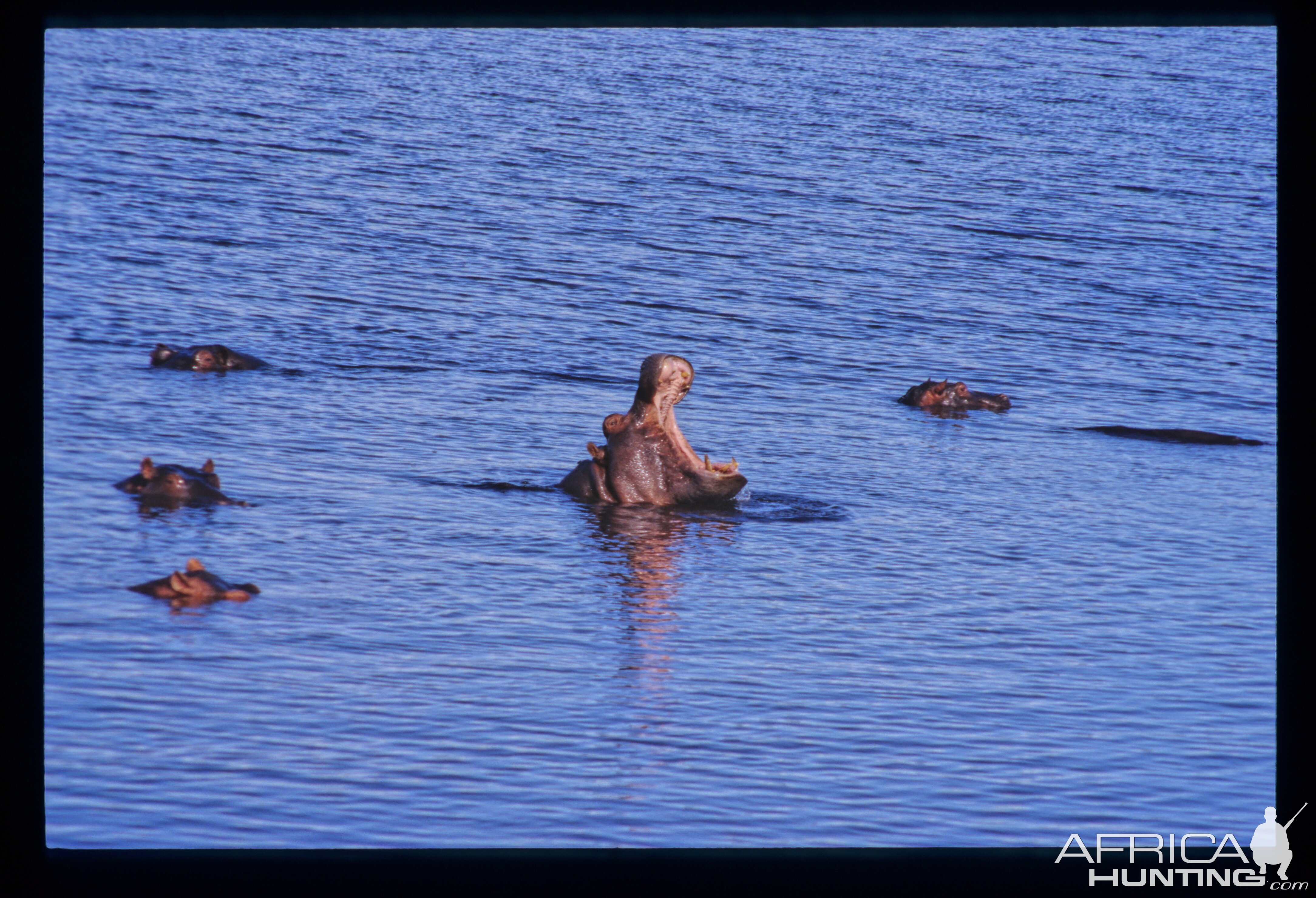 Hippo's in the Kwando River Namibia