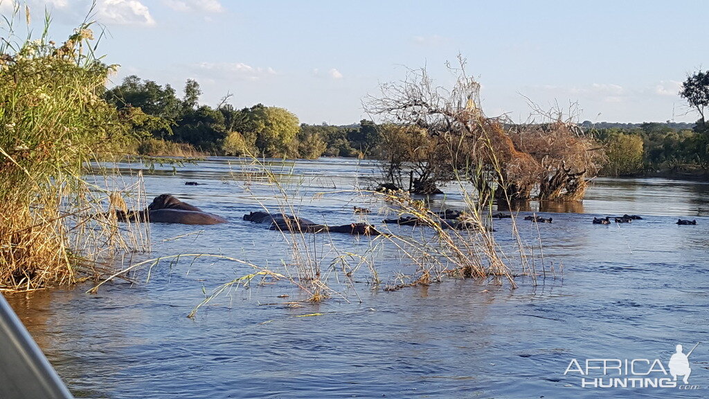 Hippos in the Zambezi River Zimbabwe