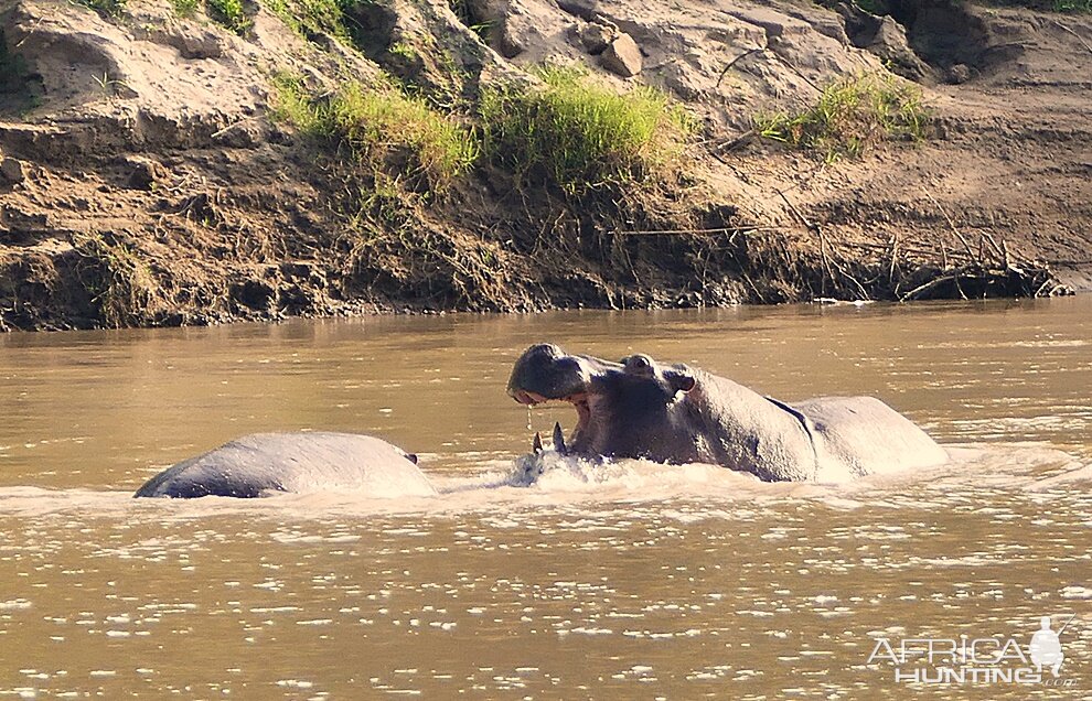 Hippo's in Zambia