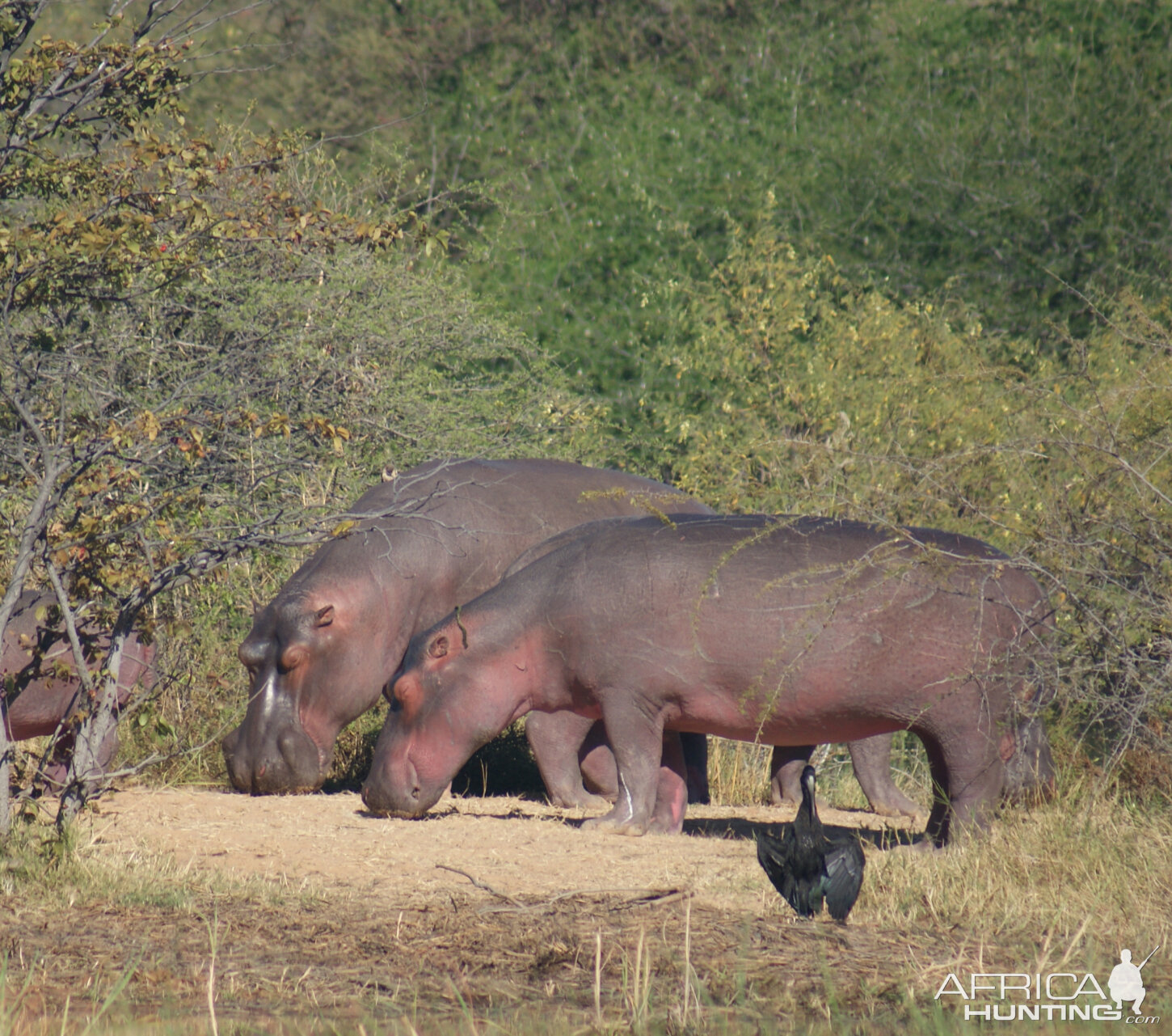 Hippos in Zimbabwe