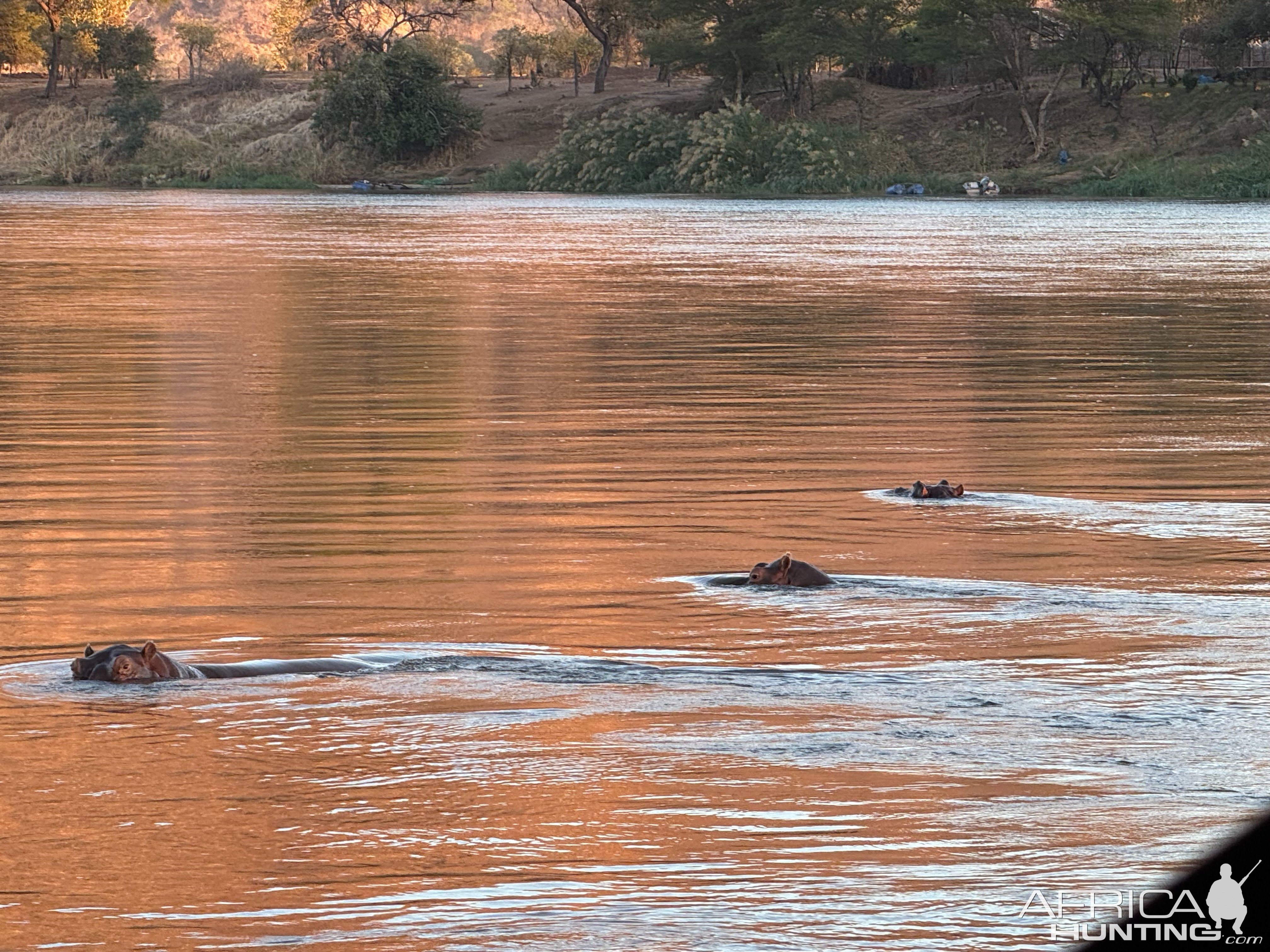 Hippos On Zambezi River