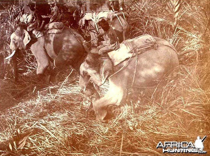 His Imperial Majesty's Shoot, Nepal 1911