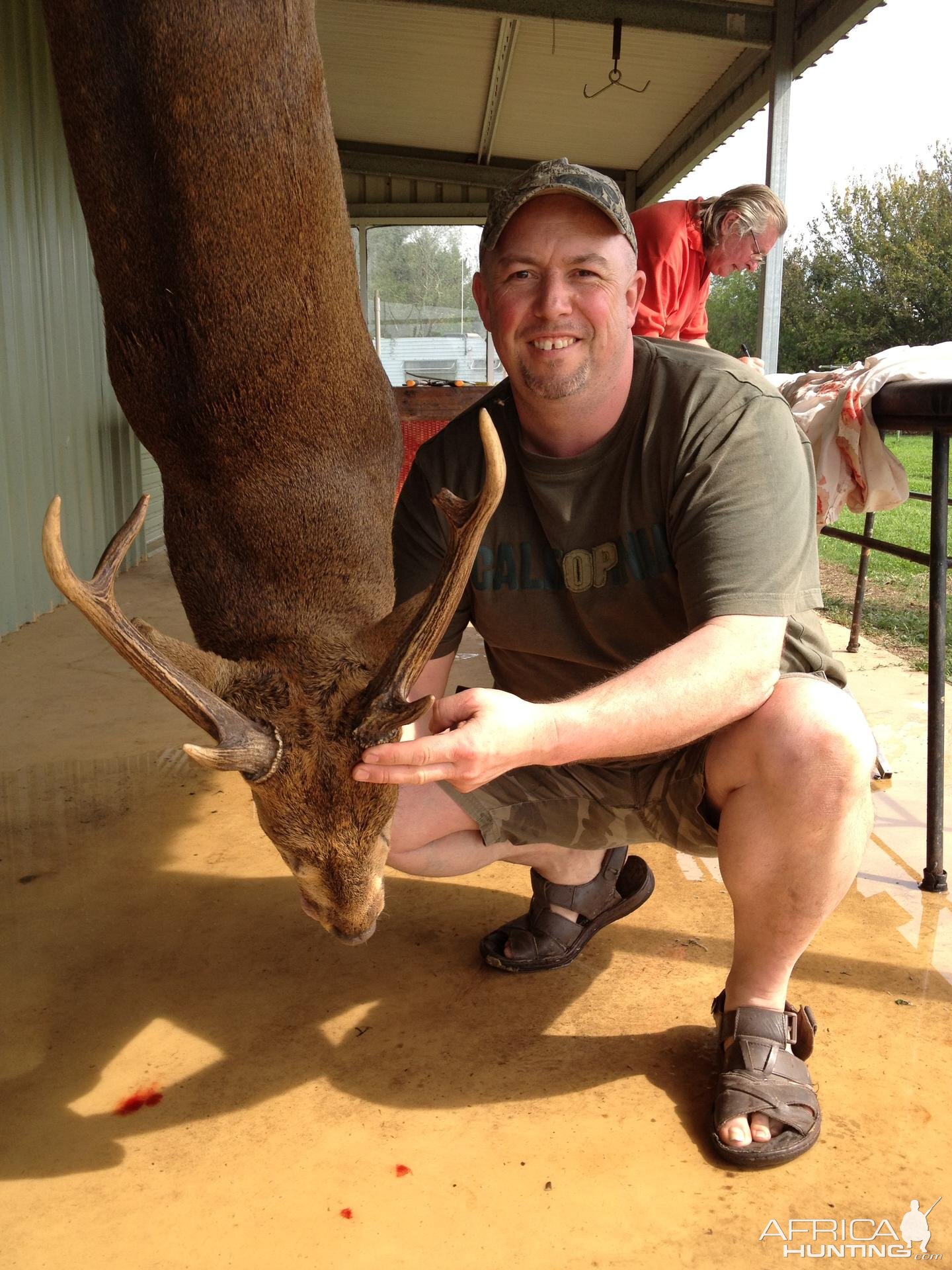 Hog Deer Australia