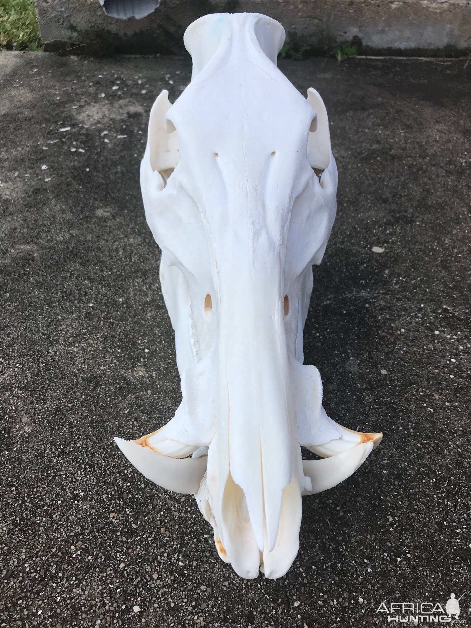 Hog European Skull Mount Taxidermy