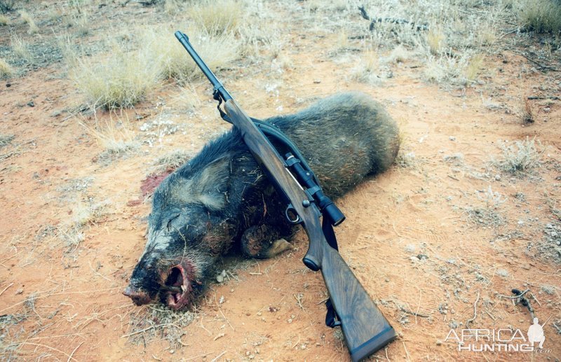 Hog Hunt Australia