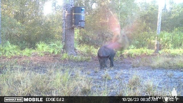Hog Trail Camera