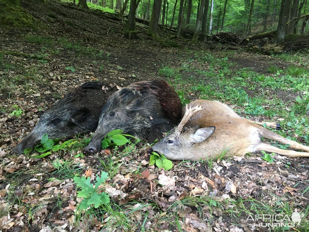 Hogs & Roe Buck Hunting Germany