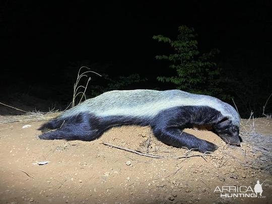 Honey Badger Hunting Limpopo South Africa