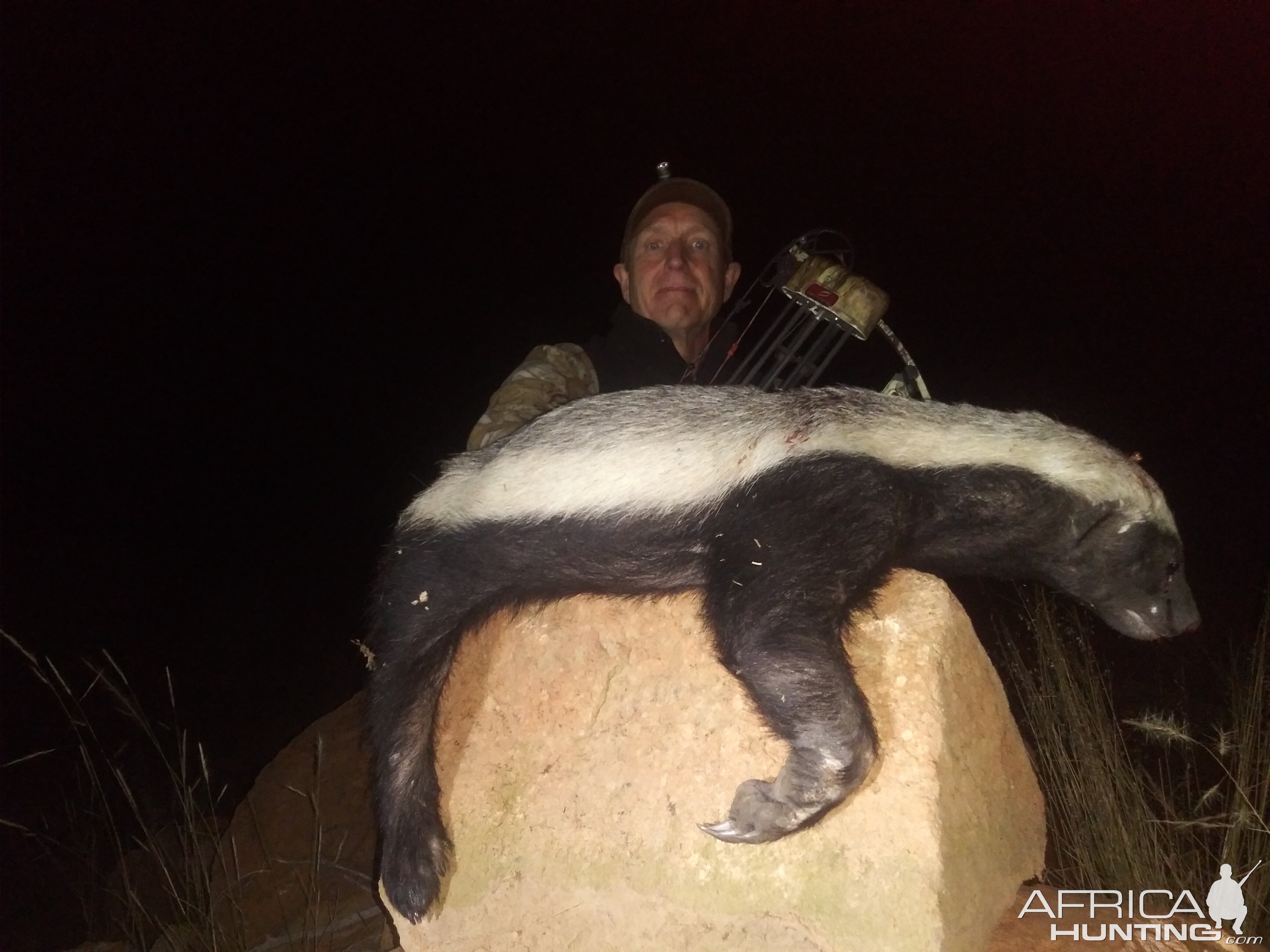 Honey Badger tsala Hunt South Africa