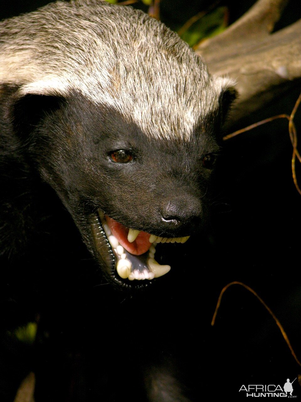 Honey Badger vs Mamba Full Mount Taxidermy | AfricaHunting.com